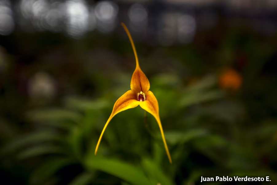 ‘Masdevallia’  la flor más buscada: crece en los trópicos y esconde una historia de belleza, deseo y avaricia humana que pone en peligro su hábitat