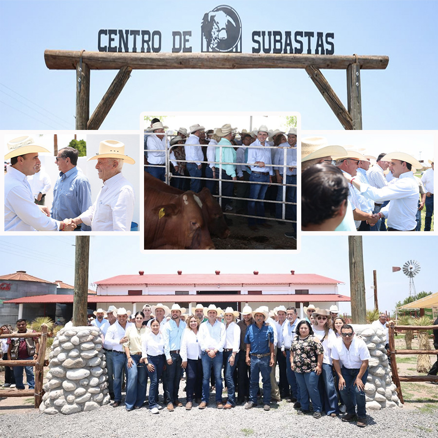 Manolo Jiménez Impulsa Ganadería Coahuilense con Entrega de 400 Toros de Mejoramiento Genético