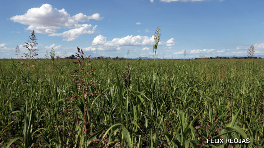 Imperativo para México: De la Importación a la Soberanía Productiva