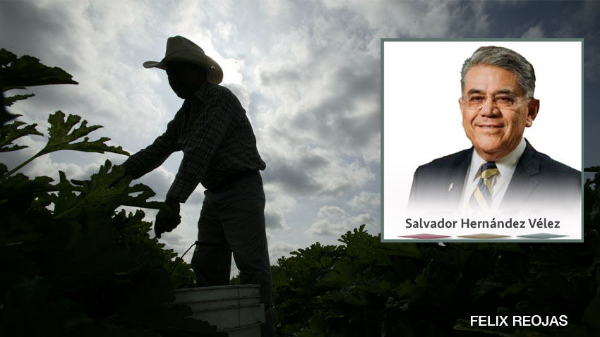 ‘El Pillo’: Historia de un bracero