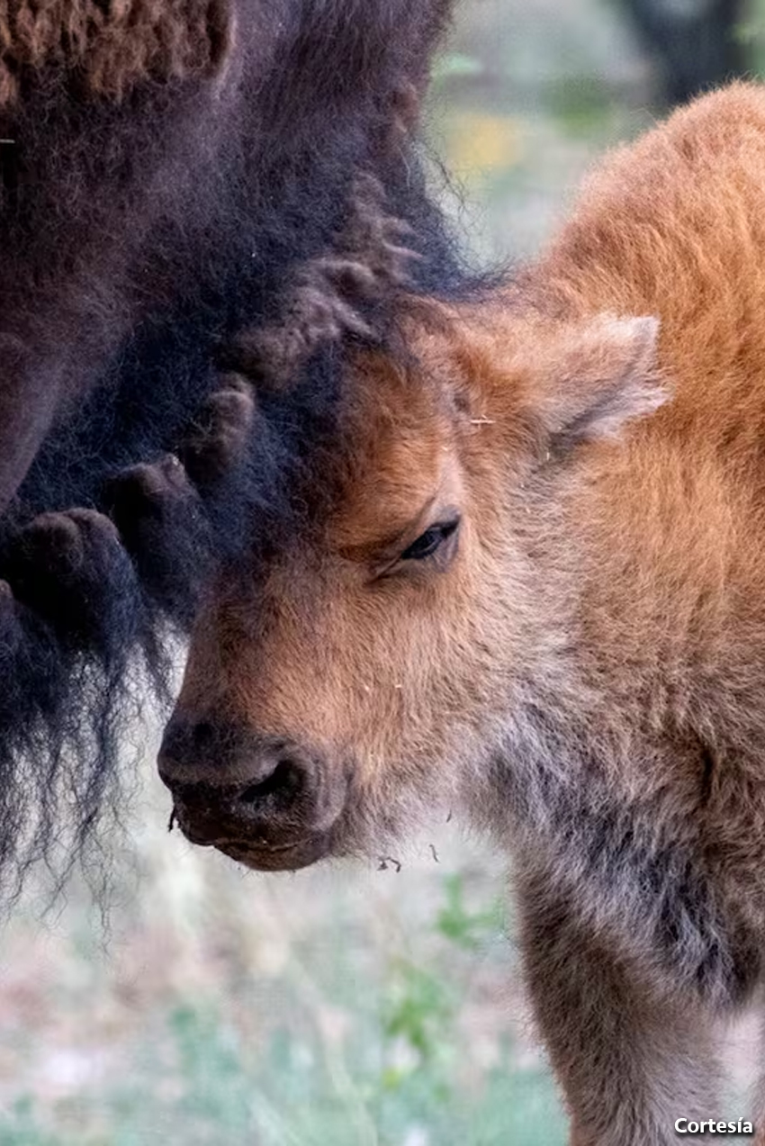 Nace cría de bisonte americano en Sonora tras 200 años de ausencia